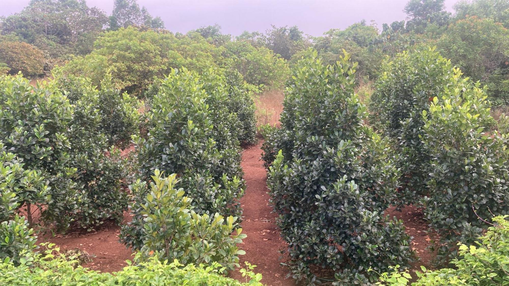 Pāppinisseri Mo'S Agro 빌라 외부 사진